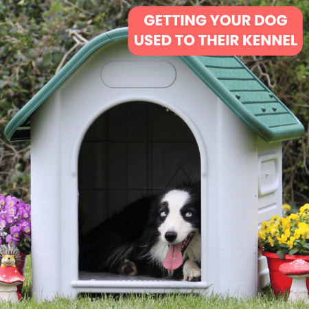 Getting Your Dog Used to Their Kennel